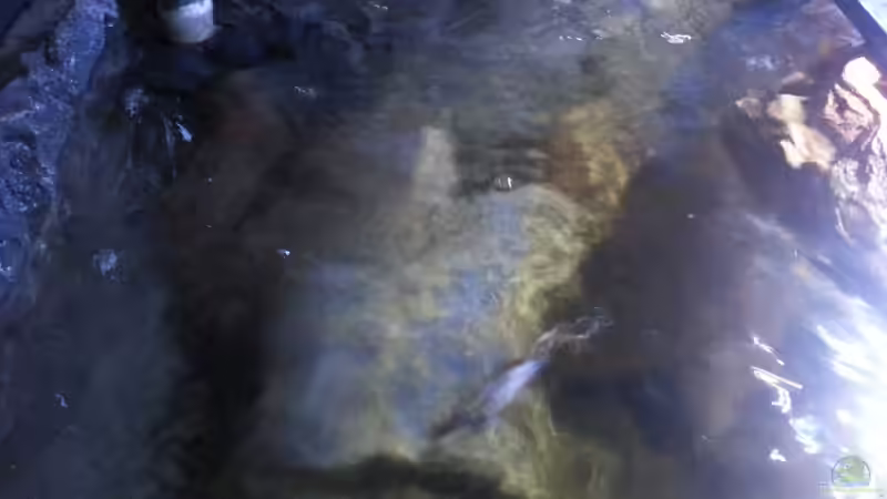 Aquarium My second Malawi basin existiert nicht mehr von Vision (3)