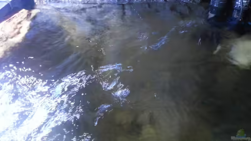 Aquarium My second Malawi basin existiert nicht mehr von Vision (4)