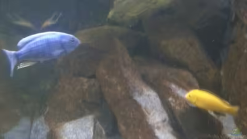 Aquarium My second Malawi basin existiert nicht mehr von Vision (5)