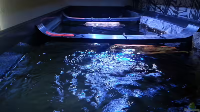 Aquarium My second Malawi basin existiert nicht mehr von Vision (6)