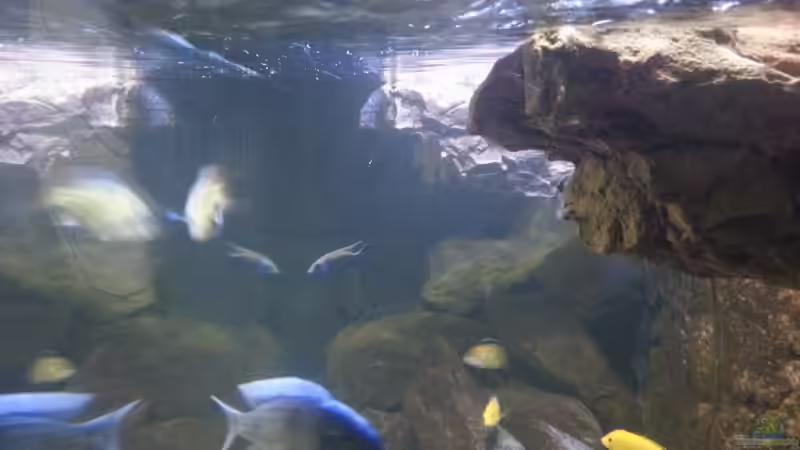 Aquarium My second Malawi basin existiert nicht mehr von Vision (7)