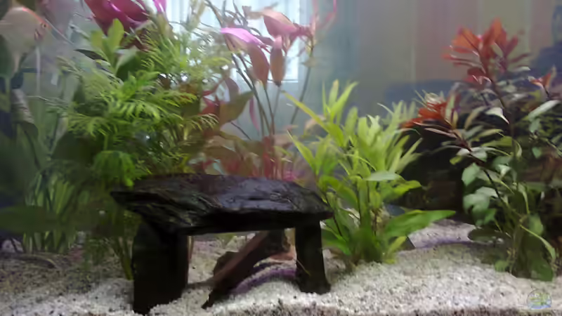 Aquarium MyFirstOne von Katerina Schöbella (2)