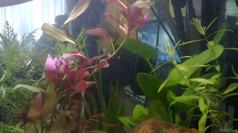 Aquarium MyFirstOne von Katerina Schöbella (4)