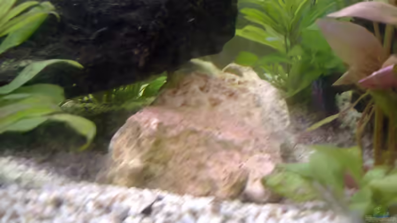 Aquarium MyFirstOne von Katerina Schöbella (5)