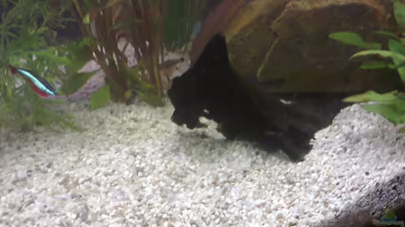 Aquarium MyFirstOne von Katerina Schöbella (8)