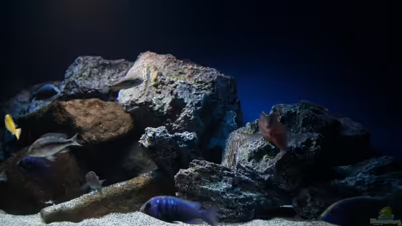 Aquarium MYlawi von Stefan Schmitt (3)