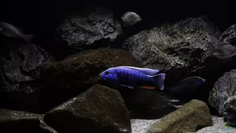 Aquarium MYlawi von Stefan Schmitt (5)