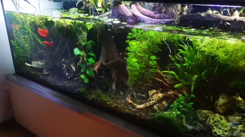 Aquarium Mystische  Waldquelle von Alexander Deepocean (11)