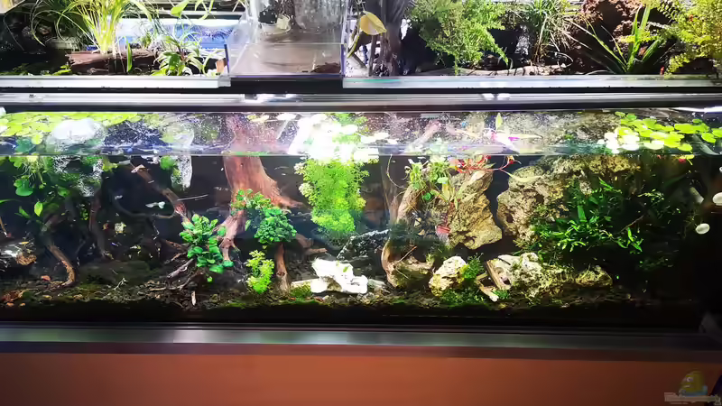 Aquarium Mystische  Waldquelle von Alexander Deepocean (12)