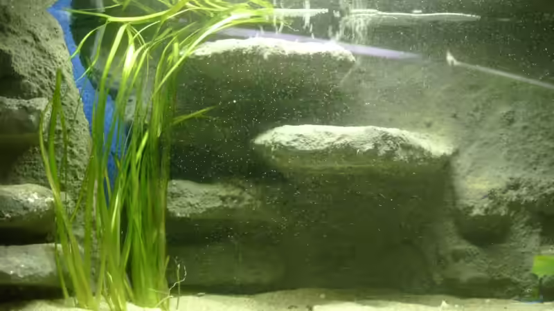 Aquarium N. multifasciatus Artbecken- Nur noch als Beispiel von Julien Preuß (2)