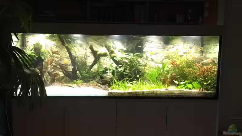 Aquarium nach 10 Tagen mit erstem Besatz von H.T. (6)