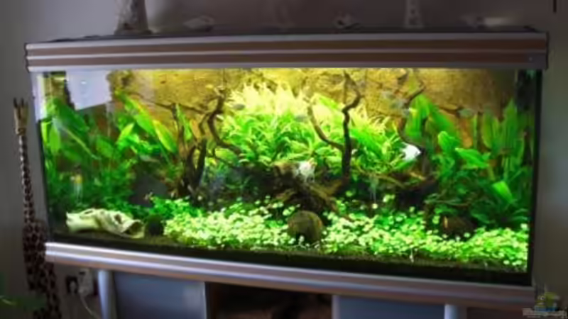 Aquarium nach 3 Monaten von Stefanie Engelhardt (1)