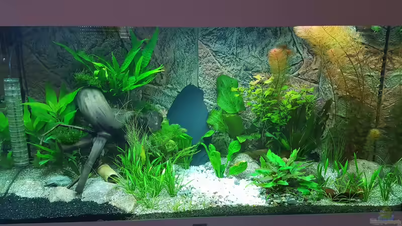 Aquarium nach 3 Wochen Einlaufphase von Huni (5)