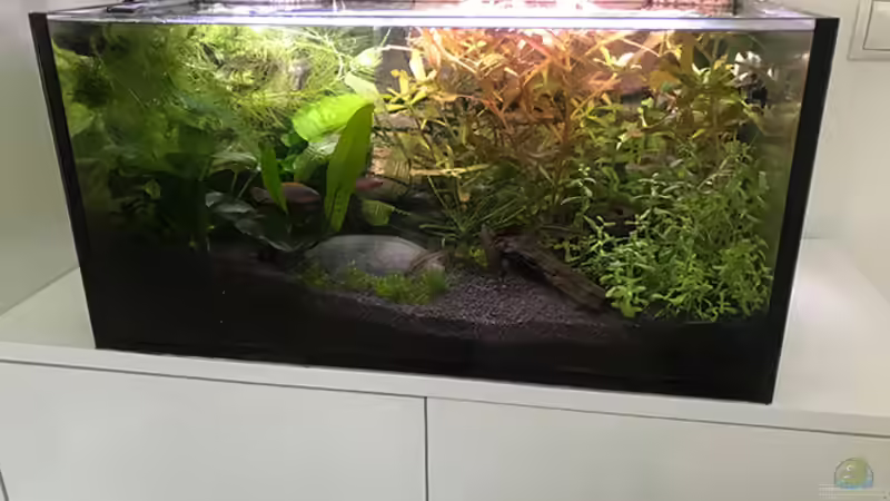 Aquarium nach 3 Wochen von Tim1979 (3)