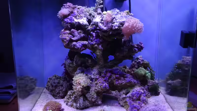 Aquarium nach 4 Monaten Einlaufzeit von Junglist (9)