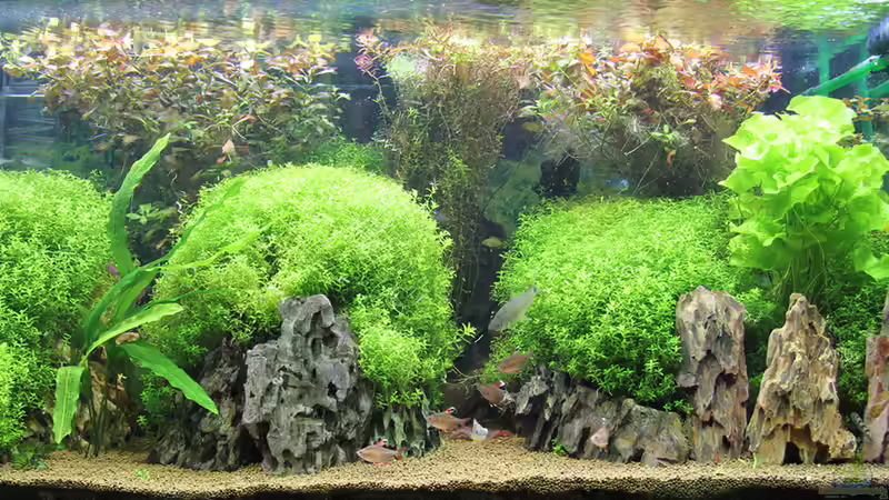 Aquarium_nach_dem-Friseurbesuch von Redfin (3)