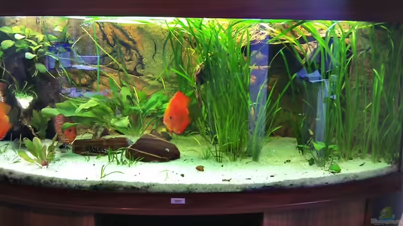 Aquarium nach dem Umbau, 19.09.2011 von LockHeed (2)