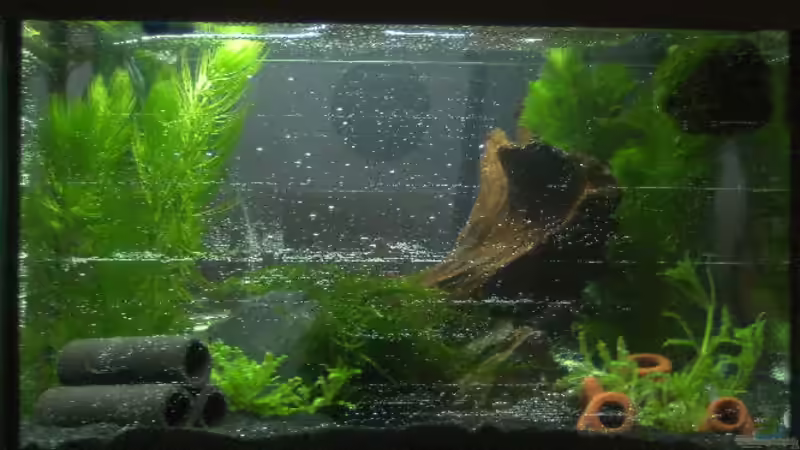 Aquarium nach der Einrichtung von Bernhard Messinger (2)