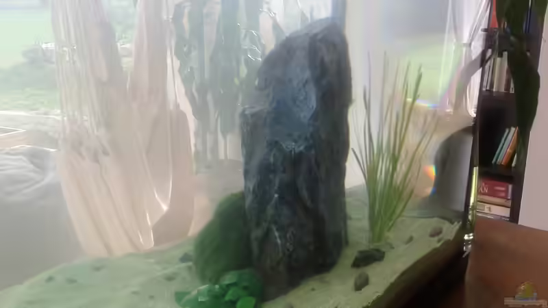 Aquarium nach der Ersteinrichtung (03.04.1014) von Plastikblume (9)