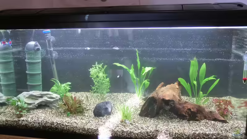 Aquarium nach der Ersteinrichtung von . (2)
