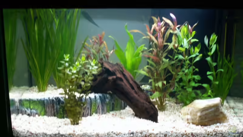 Aquarium nach der Neueinrichtung im Februar 2007 von Chris 81 (2)