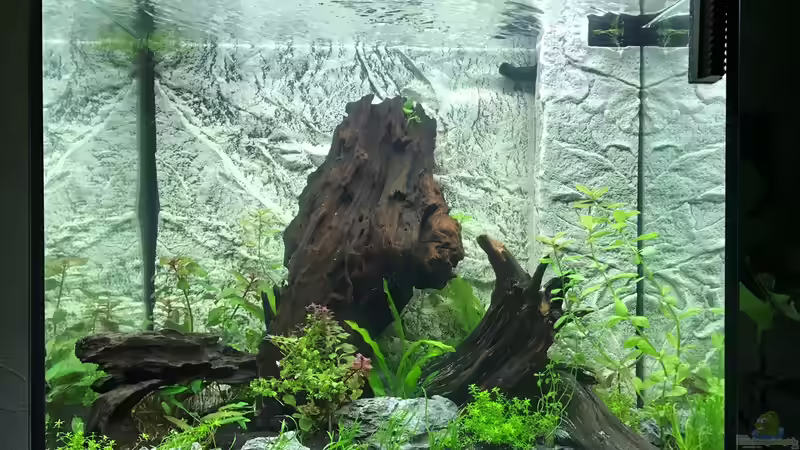 Aquarium nach Einrichtung  von Tobim02 (5)