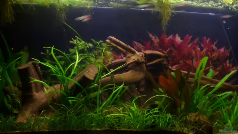 Aquarium nach Lampenwechsel Januar 2013 von Deino (2)