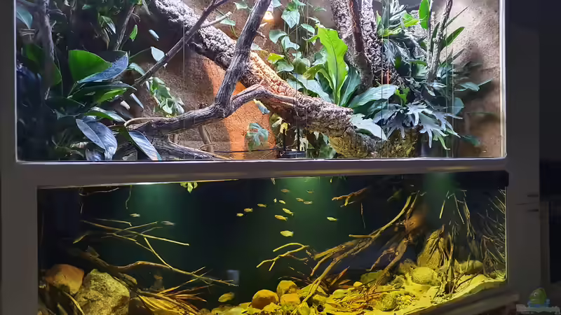 Aquarium nach Maß: Welche Größen und Formen sind möglich?