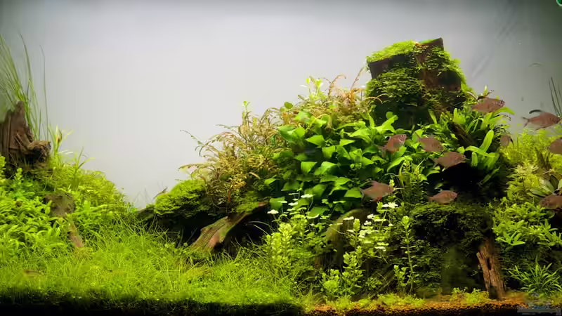 Aquarium nach Rückschnitt und samt Technik im Juli 2014