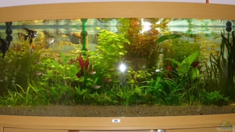 Aquarium nach sechs Wochen