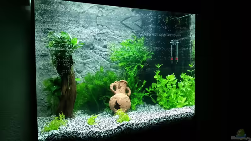 Aquarium nach Start von Angie777 (11)