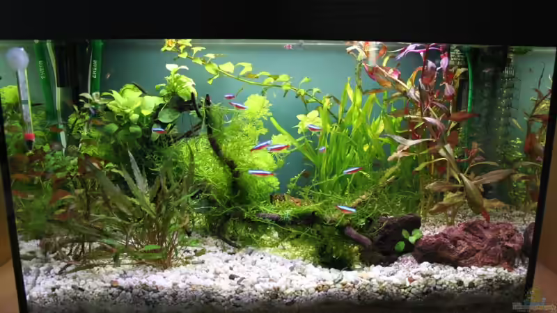 Aquarium nach Umgestaltung July 2011 von Stefan F. (7)