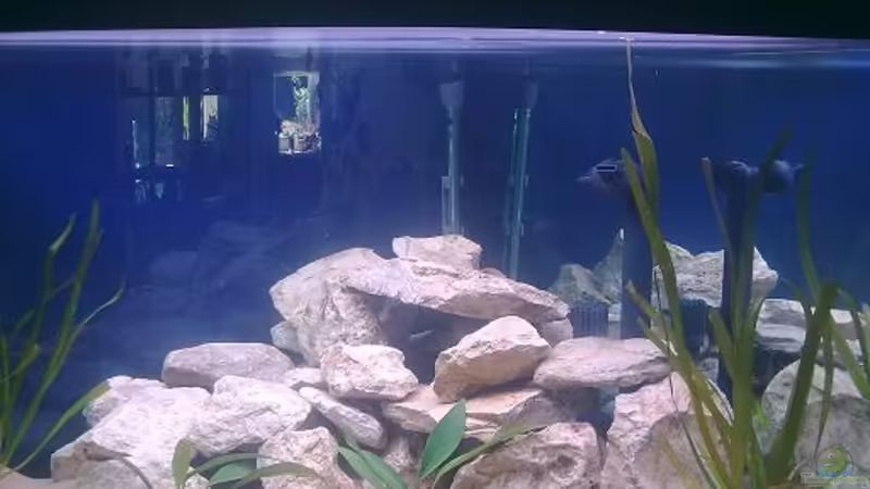 Aquarium nach zwei Tagen einlaufen von Malawi0611 (3)