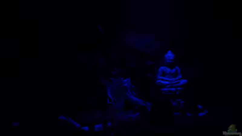 Aquarium nachts von Migaloo (6)