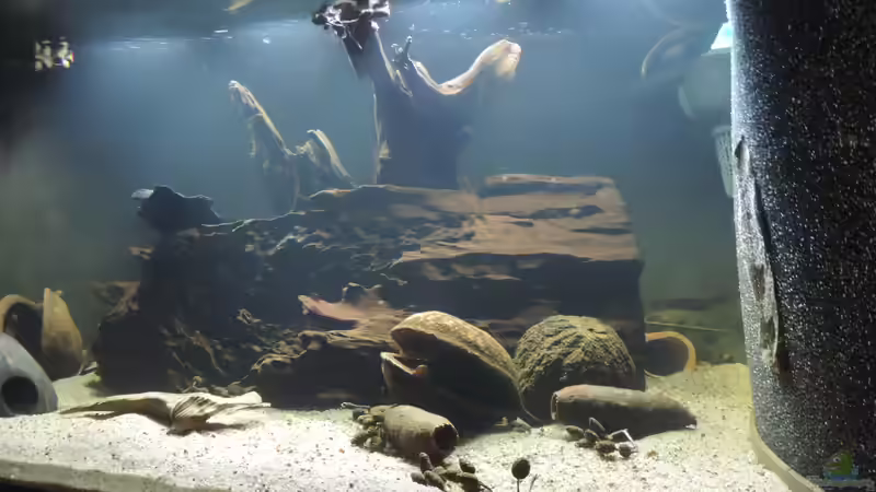 Aquarium Namenlos II von Fichte (13)