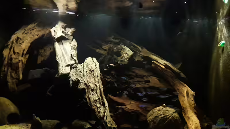 Aquarium Namenlos II von Fichte (17)