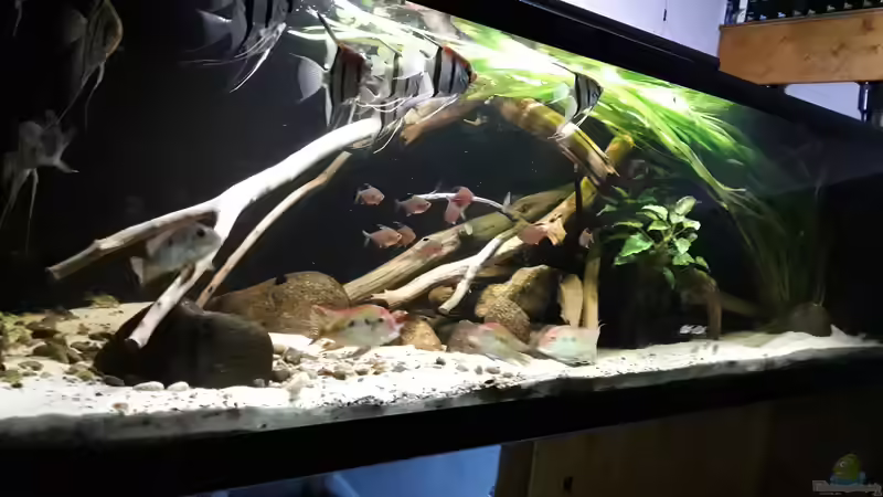 Aquarium Namenlos von Fichte (11)