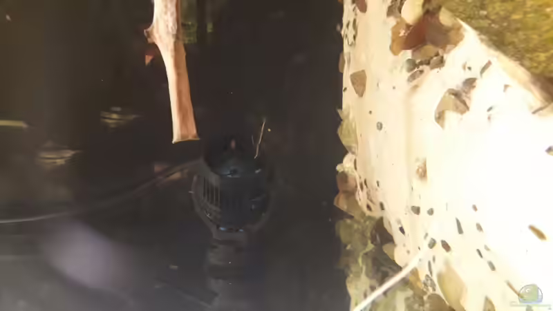 Aquarium Namenlos von Fichte (12)