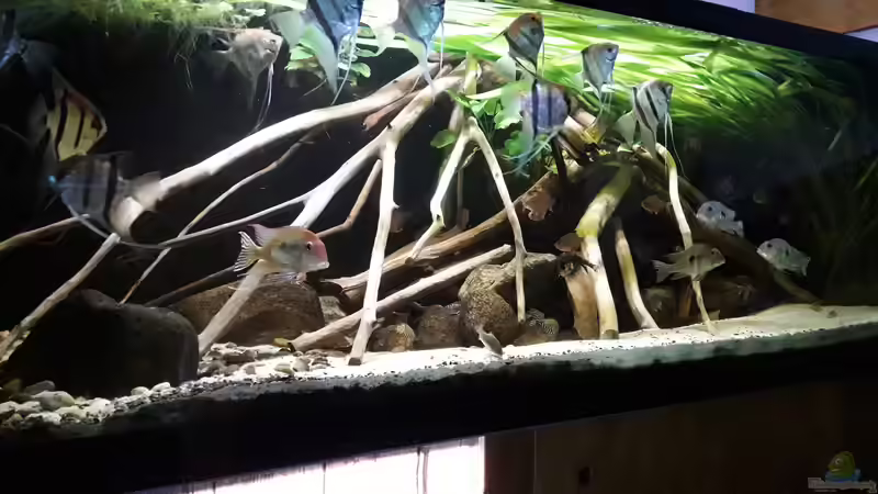 Aquarium Namenlos von Fichte (13)