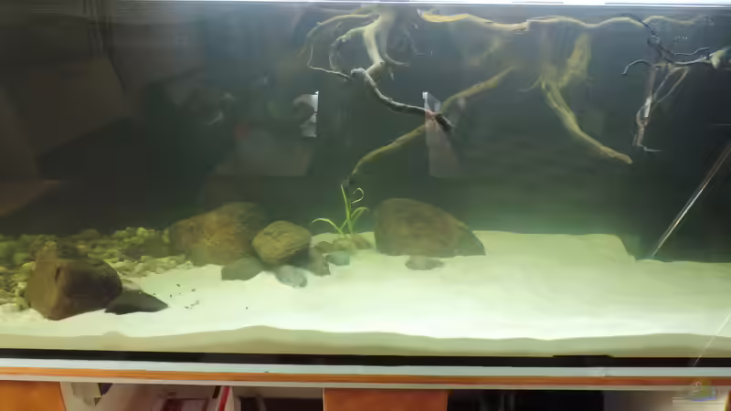 Aquarium Namenlos von Fichte (25)