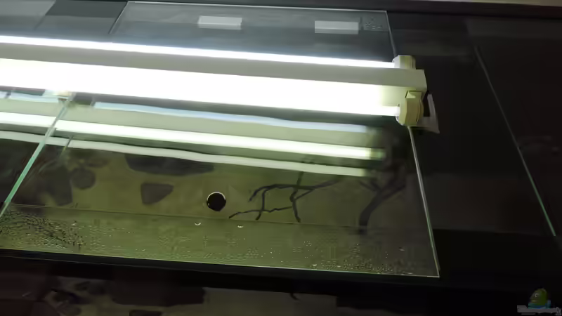 Aquarium Namenlos von Fichte (28)