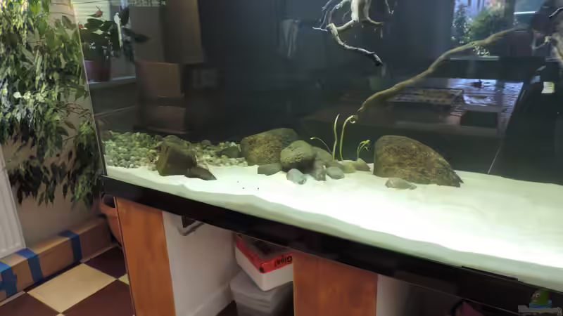 Aquarium Namenlos von Fichte (31)