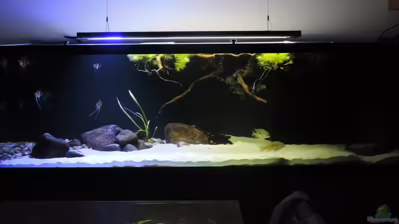 Aquarium Namenlos von Fichte (34)