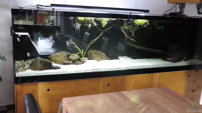 Aquarium Namenlos von Fichte (35)