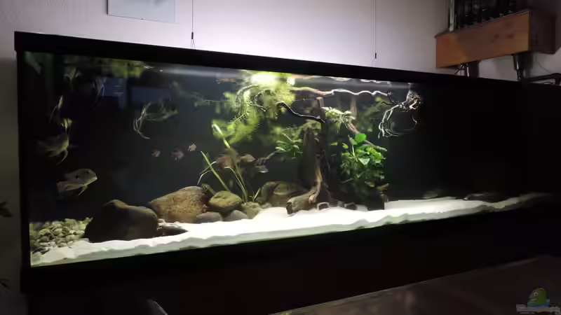 Aquarium Namenlos von Fichte (36)