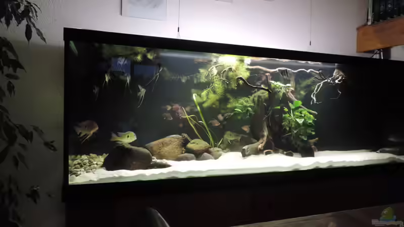 Aquarium Namenlos von Fichte (37)