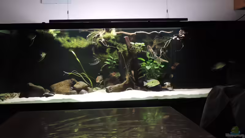 Aquarium Namenlos von Fichte (40)