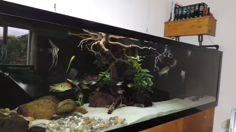 Aquarium Namenlos von Fichte (42)