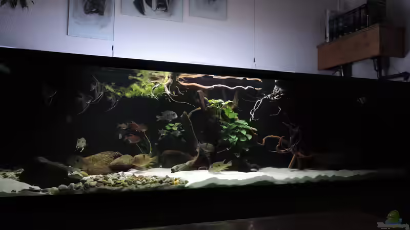 Aquarium Namenlos von Fichte (43)