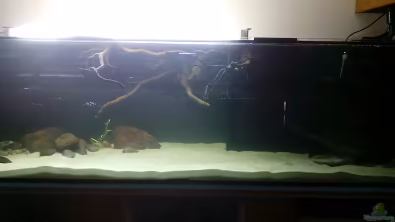 Aquarium Namenlos von Fichte (57)